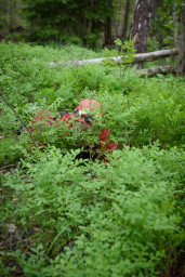 30052025-DSC_8103.jpg