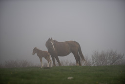 DSC_7772_v1.jpg